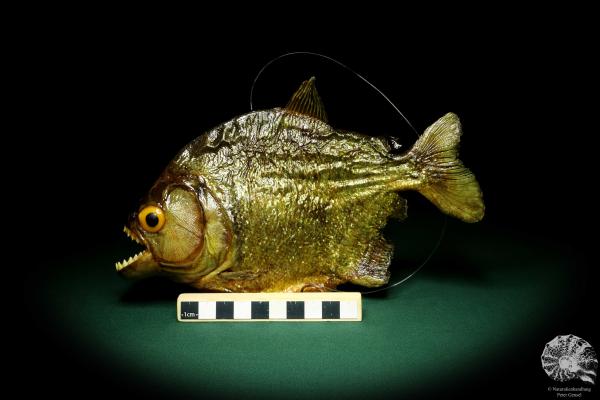 Pygocentrus cf. piraya (20318) a fishe from Brazil | Taxidermy | Fishes