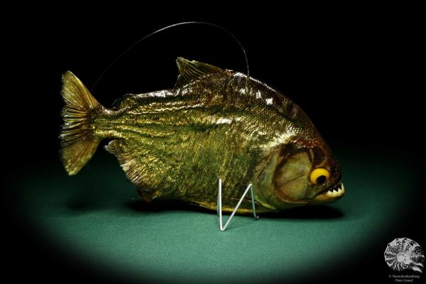 Pygocentrus cf. piraya (20319) a fishe from Brazil | Taxidermy | Fishes