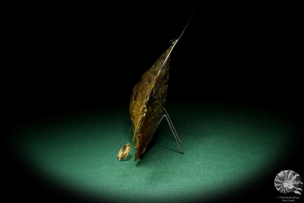 Pygocentrus cf. piraya (20321) a fishe from Brazil | Taxidermy | Fishes