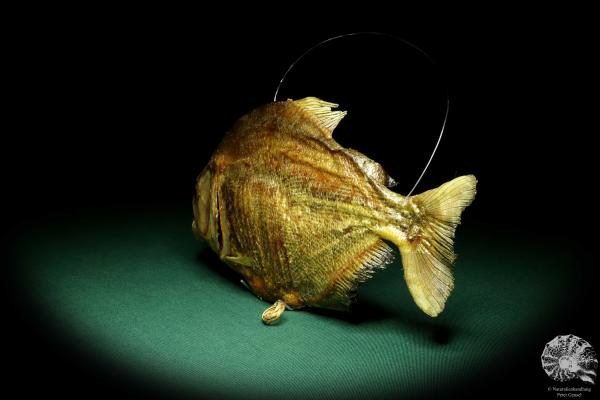 Pygocentrus cf. piraya (20322) a fishe from Brazil | Taxidermy | Fishes