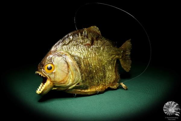 Pygocentrus cf. piraya (20327) a fishe from Brazil | Taxidermy | Fishes