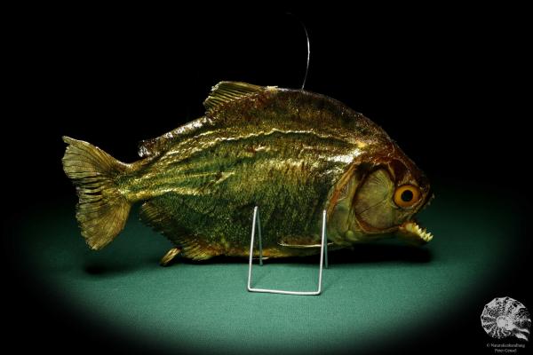 Pygocentrus cf. piraya (20327) a fishe from Brazil | Taxidermy | Fishes