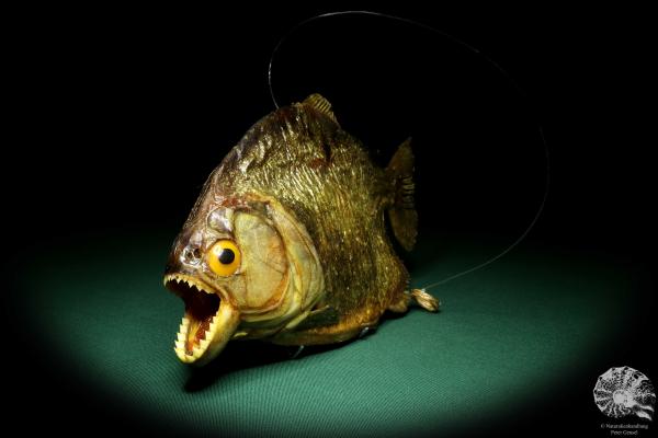 Pygocentrus cf. piraya (20327) a fishe from Brazil | Taxidermy | Fishes