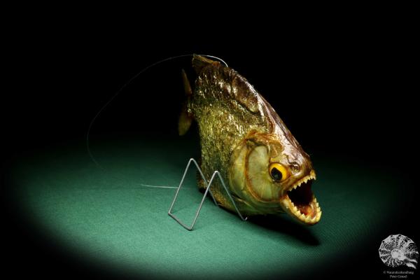 Pygocentrus cf. piraya (20328) a fishe from Brazil | Taxidermy | Fishes