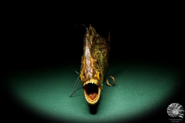 Pygocentrus cf. piraya (20328) a fishe from Brazil | Taxidermy | Fishes