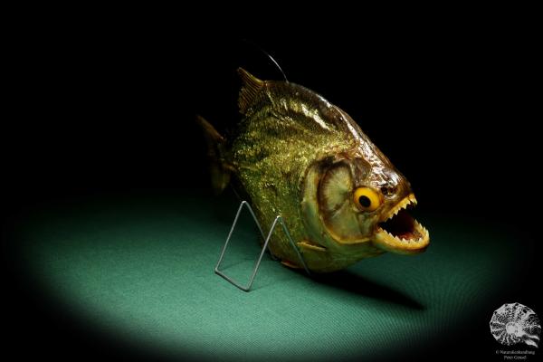 Pygocentrus cf. piraya (20329) a fishe from Brazil | Taxidermy | Fishes