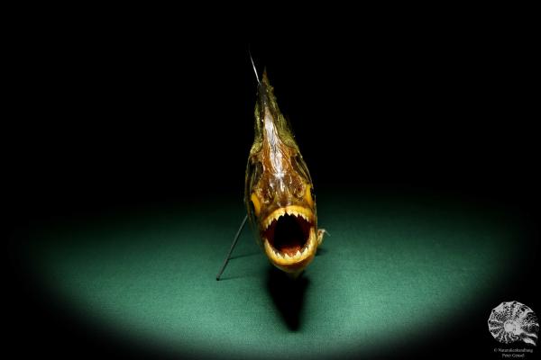 Pygocentrus cf. piraya (20329) a fishe from Brazil | Taxidermy | Fishes