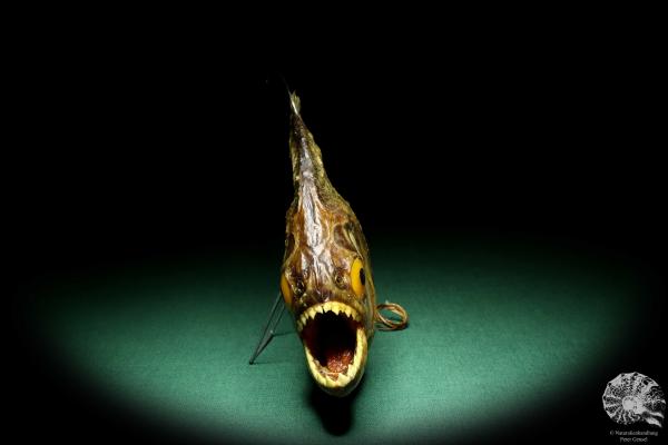 Pygocentrus cf. piraya (20331) a fishe from Brazil | Taxidermy | Fishes