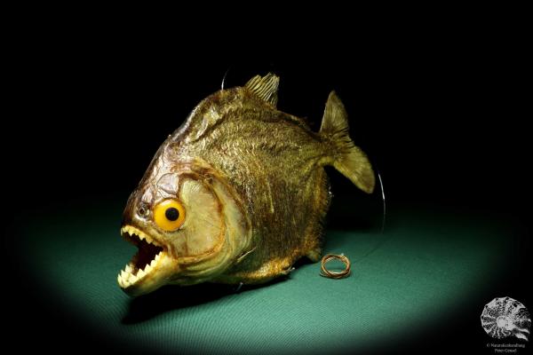 Pygocentrus cf. piraya (20331) a fishe from Brazil | Taxidermy | Fishes