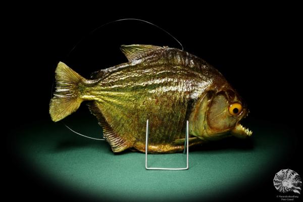 Pygocentrus cf. piraya (20332) a fishe from Brazil | Taxidermy | Fishes