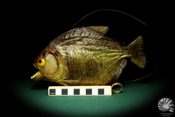 Pygocentrus cf. piraya (20332) a fishe from Brazil | Taxidermy | Fishes