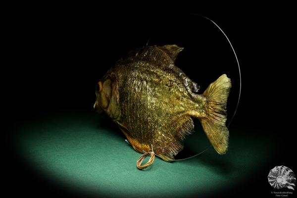 Pygocentrus cf. piraya (20334) a fishe from Brazil | Taxidermy | Fishes