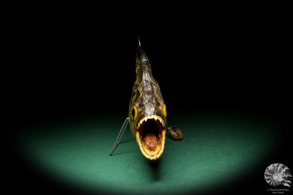 Pygocentrus cf. piraya (20334) a fishe from Brazil | Taxidermy | Fishes