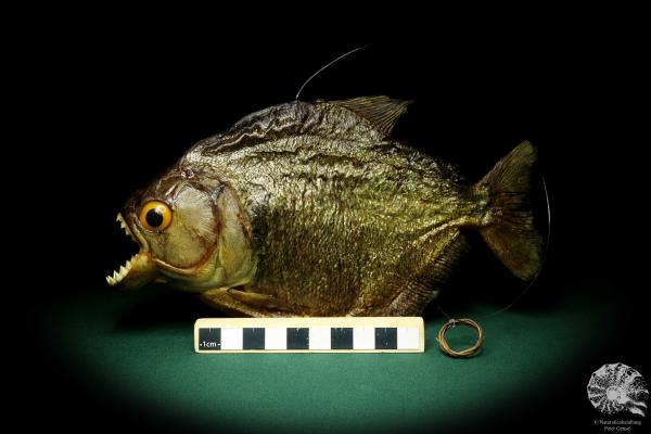 Pygocentrus cf. piraya (20334) a fishe from Brazil | Taxidermy | Fishes