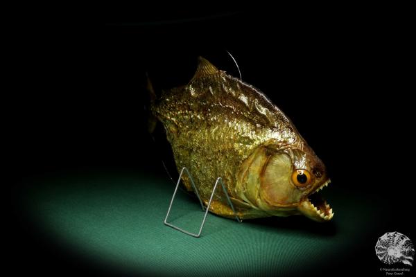 Pygocentrus cf. piraya (20335) a fishe from Brazil | Taxidermy | Fishes