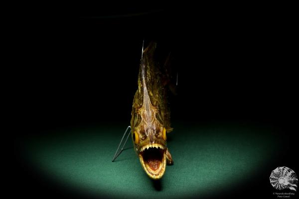 Pygocentrus cf. piraya (20335) a fishe from Brazil | Taxidermy | Fishes