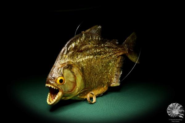 Pygocentrus cf. piraya (20335) a fishe from Brazil | Taxidermy | Fishes