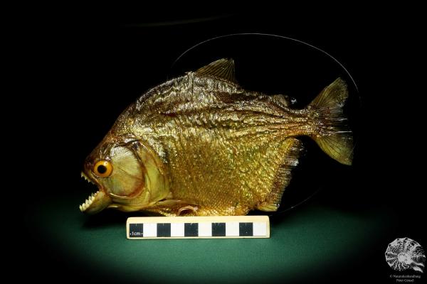 Pygocentrus cf. piraya (20335) a fishe from Brazil | Taxidermy | Fishes