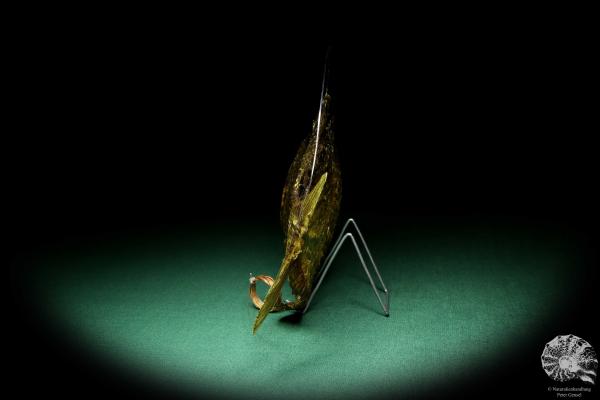 Pygocentrus cf. piraya (20336) a fishe from Brazil | Taxidermy | Fishes