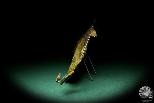 Pygocentrus cf. piraya (20339) a fishe from Brazil | Taxidermy | Fishes