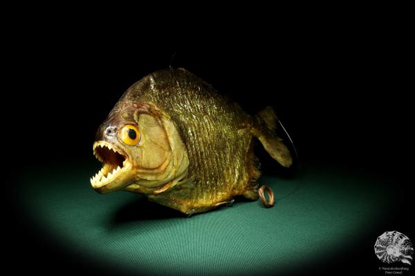 Pygocentrus cf. piraya (20339) a fishe from Brazil | Taxidermy | Fishes