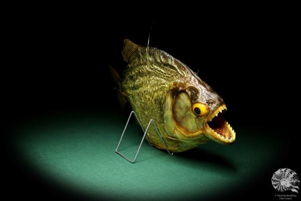 Pygocentrus cf. piraya (20340) a fishe from Brazil | Taxidermy | Fishes