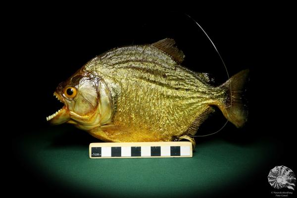 Pygocentrus cf. piraya (20340) a fishe from Brazil | Taxidermy | Fishes