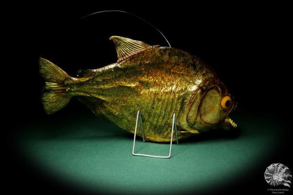 Pygocentrus cf. piraya (20341) a fishe from Brazil | Taxidermy | Fishes