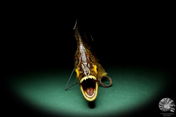 Pygocentrus cf. piraya (20341) a fishe from Brazil | Taxidermy | Fishes