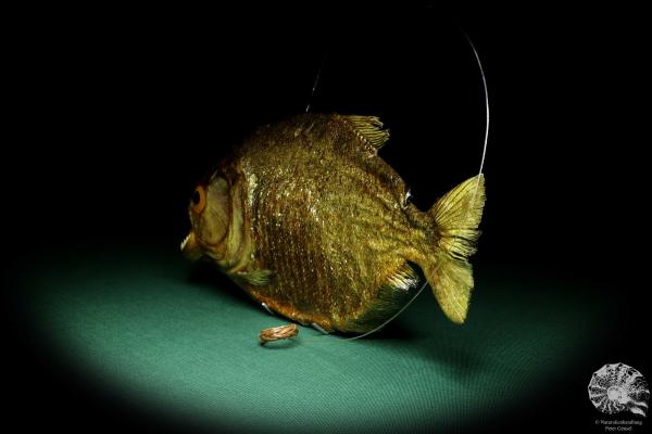 Pygocentrus cf. piraya (20342) a fishe from Brazil | Taxidermy | Fishes