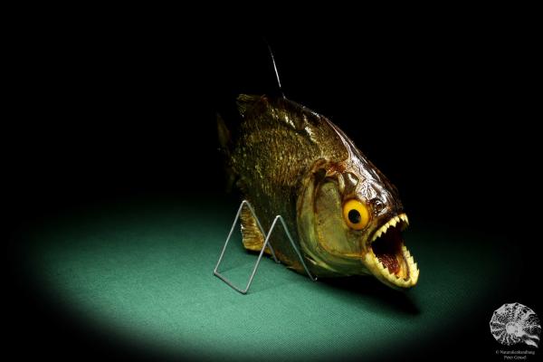 Pygocentrus cf. piraya (20342) a fishe from Brazil | Taxidermy | Fishes