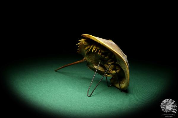 Carcinoscorpius rotundicauda (20344) a crustacean from Philippines | Taxidermy | Crabs & Shrimps & Limulus