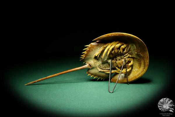 Carcinoscorpius rotundicauda (20346) a crustacean from Philippines | Taxidermy | Crabs & Shrimps & Limulus