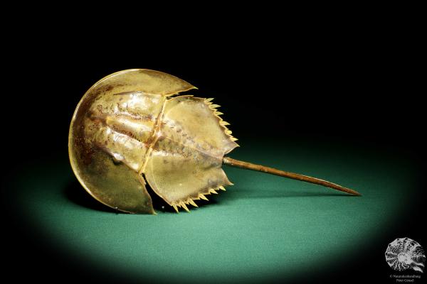 Carcinoscorpius rotundicauda (20347) a crustacean from Philippines | Taxidermy | Crabs & Shrimps & Limulus