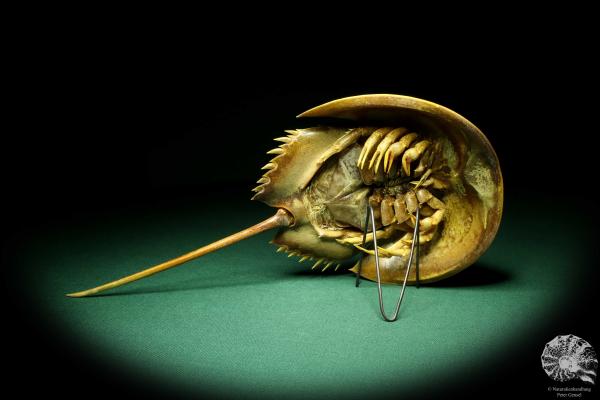 Carcinoscorpius rotundicauda (20348) a crustacean from Philippines | Taxidermy | Crabs & Shrimps & Limulus