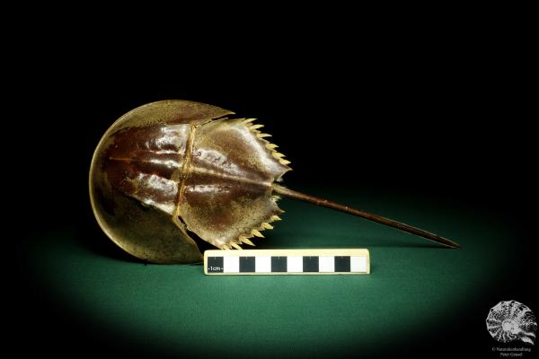 Carcinoscorpius rotundicauda (20352) a crustacean from Philippines | Taxidermy | Crabs & Shrimps & Limulus