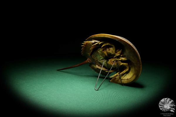 Carcinoscorpius rotundicauda (20354) a crustacean from Philippines | Taxidermy | Crabs & Shrimps & Limulus