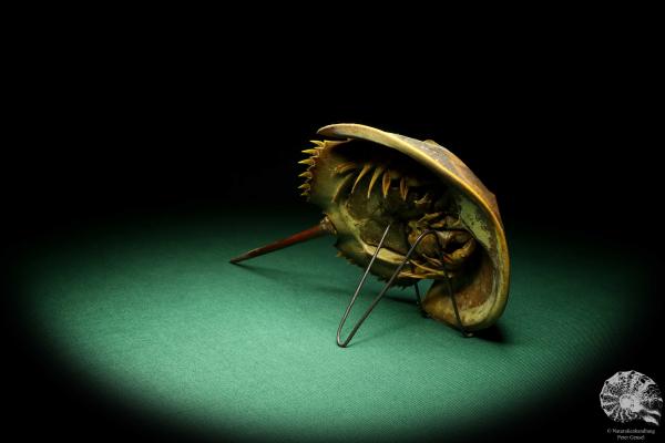 Carcinoscorpius rotundicauda (20360) a crustacean from Philippines | Taxidermy | Crabs & Shrimps & Limulus