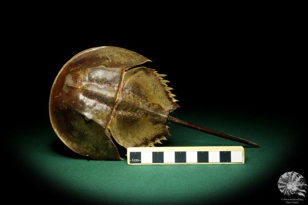 Carcinoscorpius rotundicauda (20367) a crustacean from Philippines | Taxidermy | Crabs & Shrimps & Limulus