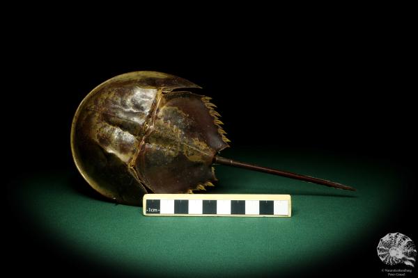 Carcinoscorpius rotundicauda (20368) a crustacean from Philippines | Taxidermy | Crabs & Shrimps & Limulus