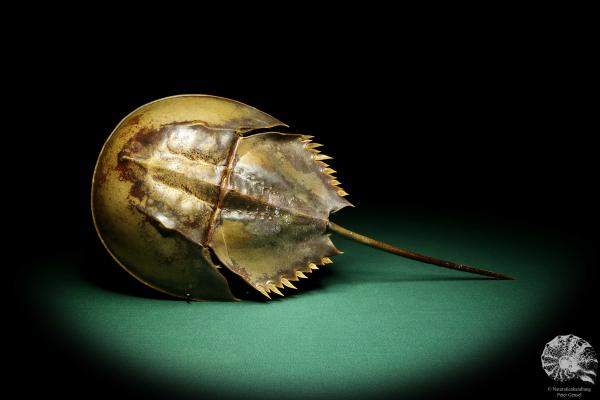 Carcinoscorpius rotundicauda (20373) a crustacean from Philippines | Taxidermy | Crabs & Shrimps & Limulus