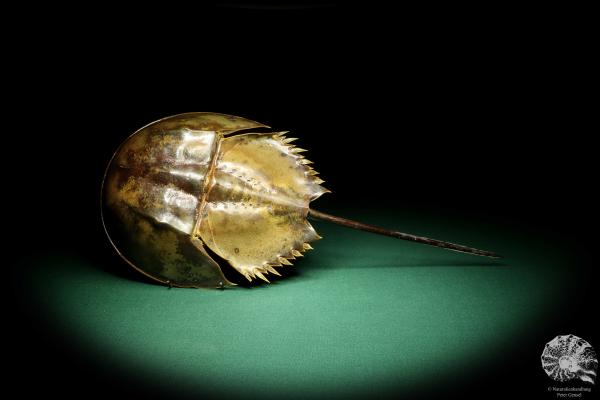 Carcinoscorpius rotundicauda (20375) a crustacean from Philippines | Taxidermy | Crabs & Shrimps & Limulus