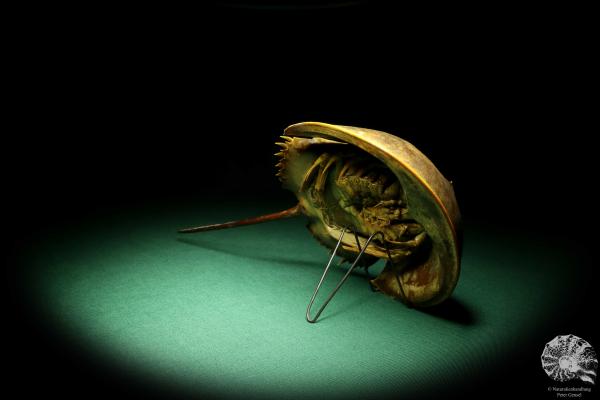 Carcinoscorpius rotundicauda (20375) a crustacean from Philippines | Taxidermy | Crabs & Shrimps & Limulus