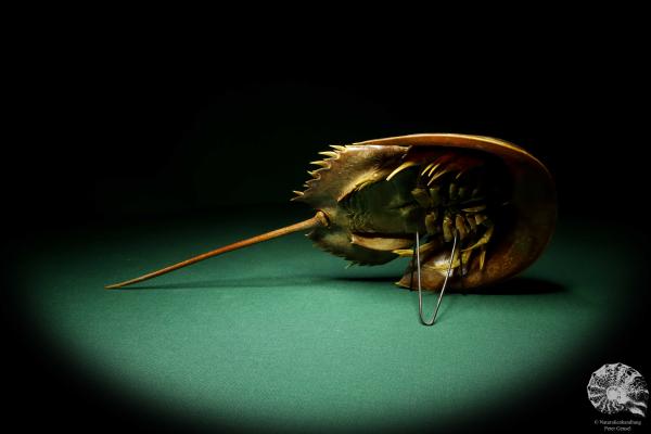 Carcinoscorpius rotundicauda (20378) a crustacean from Philippines | Taxidermy | Crabs & Shrimps & Limulus