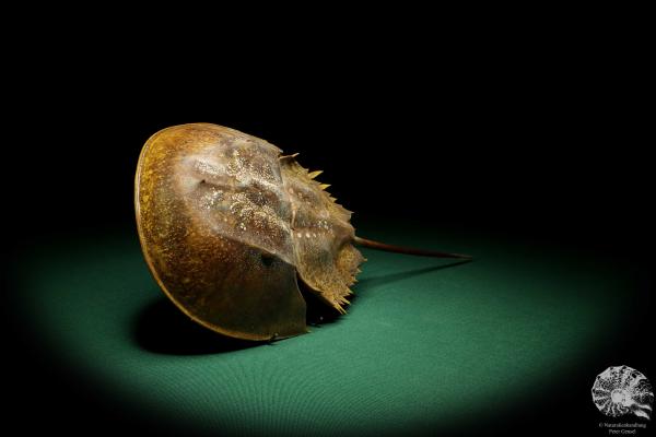 Carcinoscorpius rotundicauda (20380) a crustacean from Philippines | Taxidermy | Crabs & Shrimps & Limulus