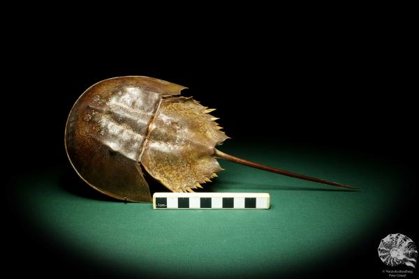 Carcinoscorpius rotundicauda (20380) a crustacean from Philippines | Taxidermy | Crabs & Shrimps & Limulus