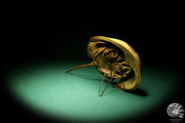 Carcinoscorpius rotundicauda (20381) a crustacean from Philippines | Taxidermy | Crabs & Shrimps & Limulus