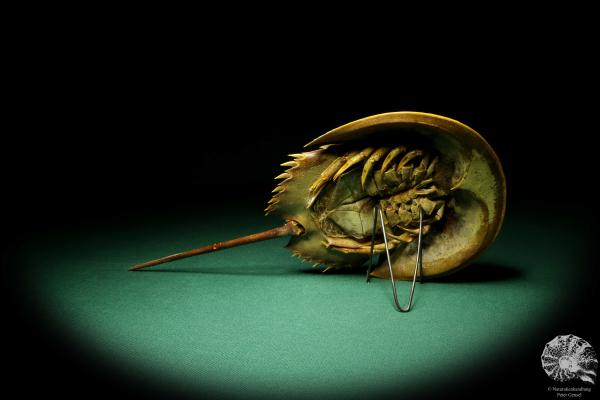 Carcinoscorpius rotundicauda (20386) a crustacean from Philippines | Taxidermy | Crabs & Shrimps & Limulus