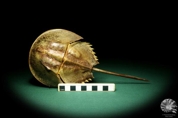 Carcinoscorpius rotundicauda (20388) a crustacean from Philippines | Taxidermy | Crabs & Shrimps & Limulus