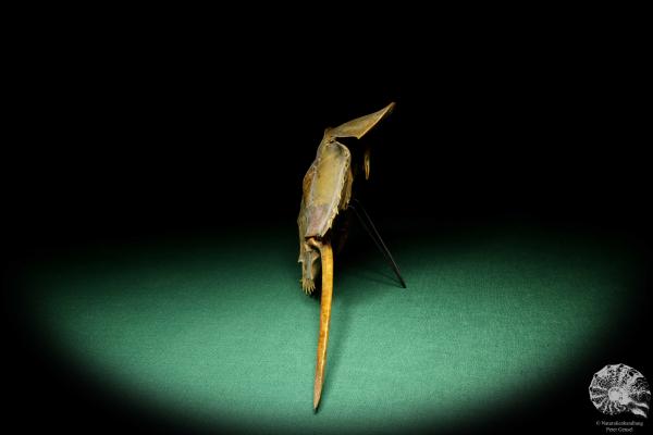 Carcinoscorpius rotundicauda (20393) a crustacean from Philippines | Taxidermy | Crabs & Shrimps & Limulus